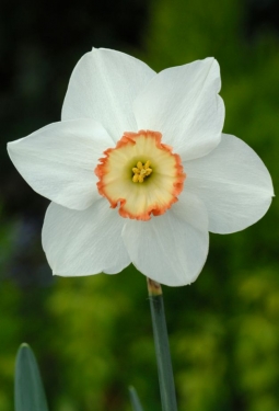 Narcis Audubon